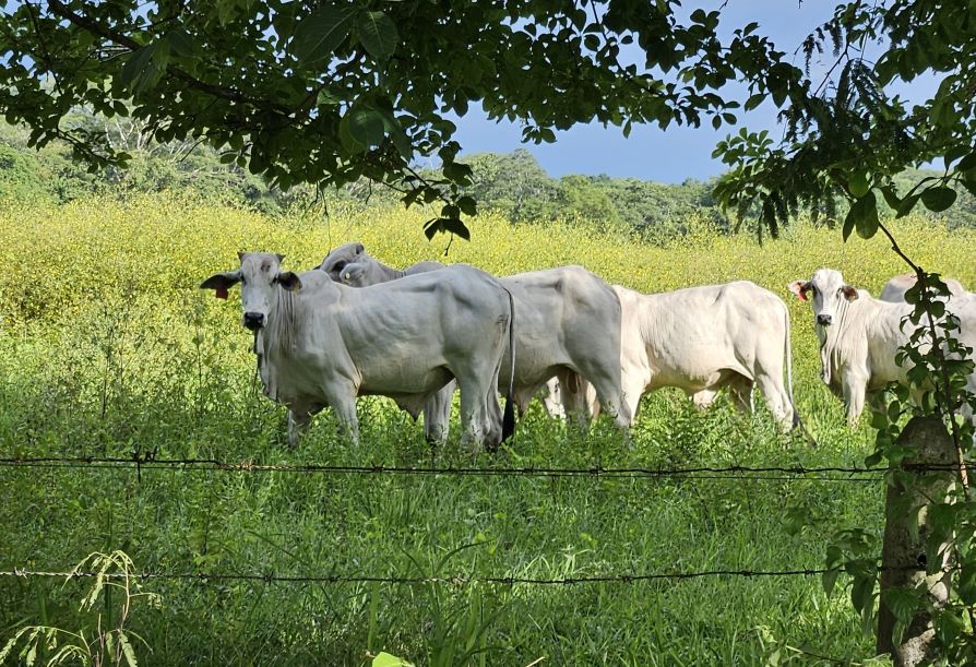 Leadership Lessons from the Jungle Cows of Costa Rica - Zach on Leadership